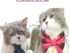 Bow tie & Bow Collar - Combo deals - Pack of 2