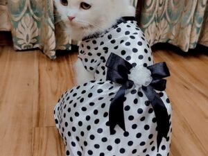 Polka Pet Frock Dress