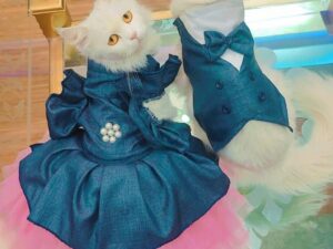 Couple Jeans Dress Cat Kitten