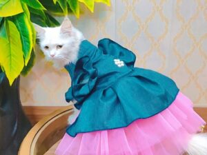 Jeans Female Frock Cat Kitten Dress