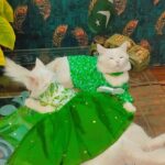 Independence Day Couple Dress