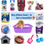 Kitten Deal 1 - Combo Deal