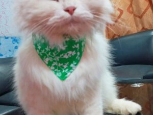 Tuxedo Cat Collar Bandana
