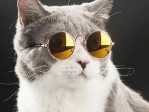 PET GLASSES